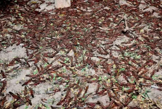Dead locusts in Saudi Arabia after intensive pest control operations, February 21, 2020. (SPA)