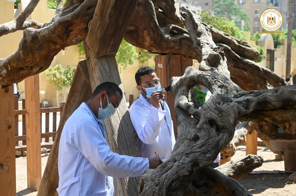 Virgin Mary Tree in Matariya, Cairo - Min. of Tourism & Antiquities