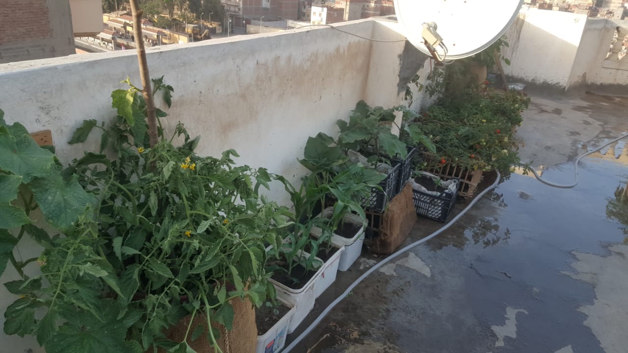 112907-زراعة-الأسطح-بالبحيرة--(5)
