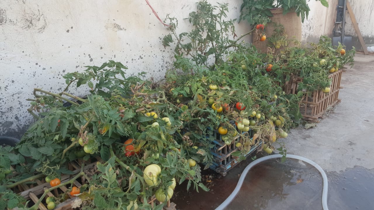 156175-زراعة-الأسطح-بالبحيرة--(3)