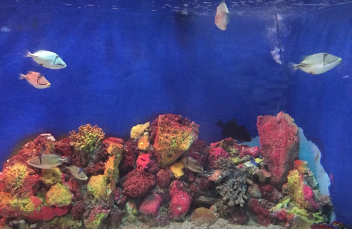 Hurghada Marine Museum & Aquarium - Mahmoud Salah Adly