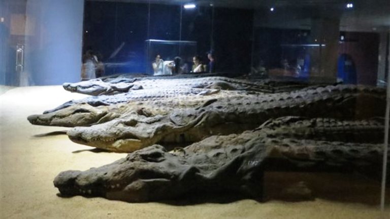51993-محنطات-التماسيح