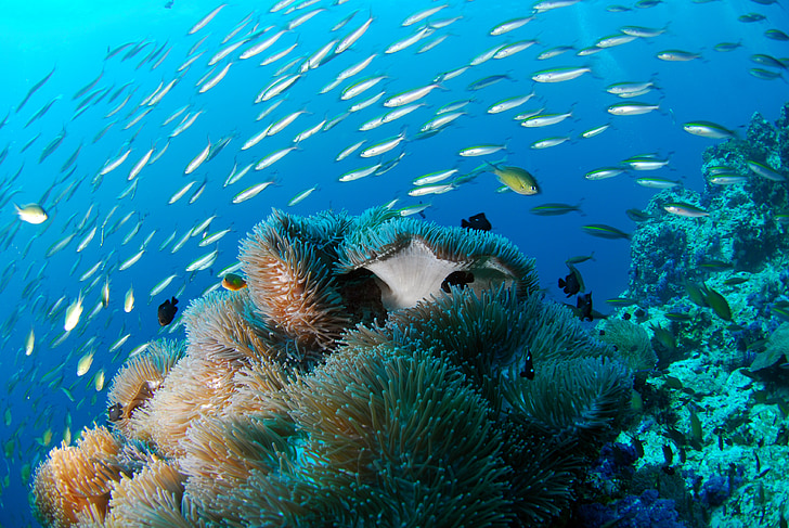 diving-underwater-sea-scuba-preview