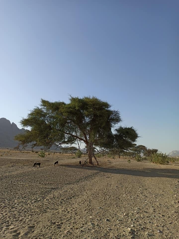 123138-وادى-هيبة-بالشلاتين-