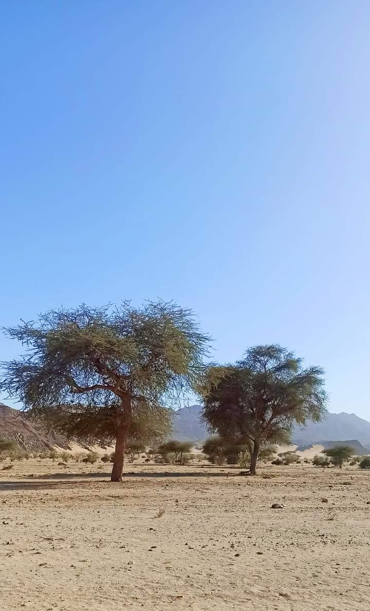 93228-تنتشر-في-صحراء-حلايب-وشلاتين