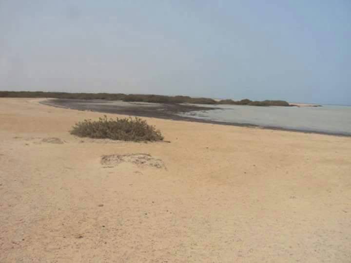 23799-ابو-منقار-بالبحر-الأحمر-