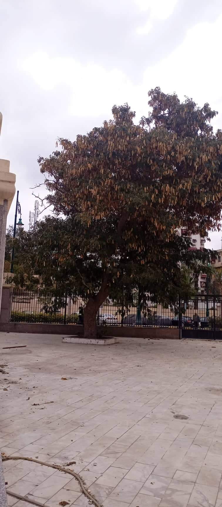 138637-شجرة-دقن-الباشا-الأثرية-داخل-المسجد-العباسى-بحى-العرب-ببورسعيد--(3)