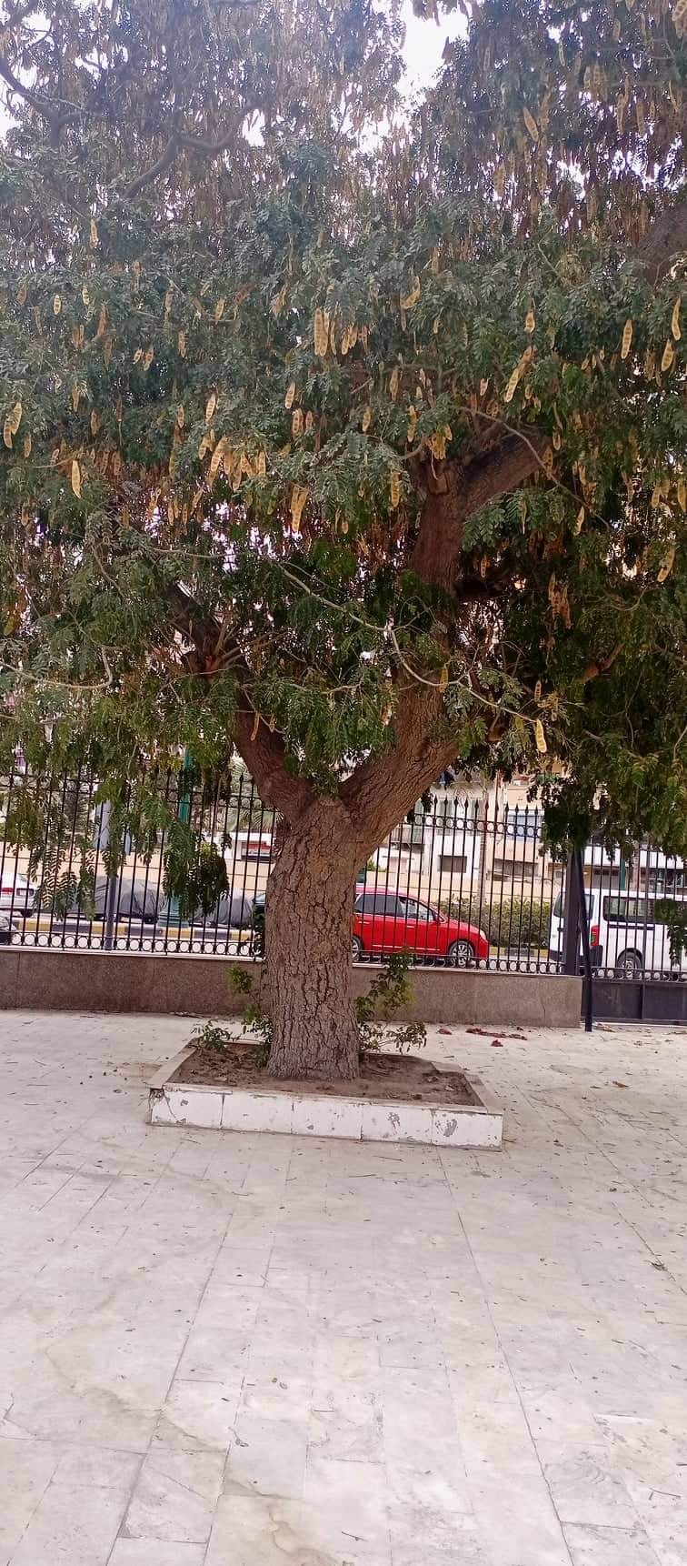 232426-شجرة-دقن-الباشا-الأثرية-داخل-المسجد-العباسى-بحى-العرب-ببورسعيد--(2)
