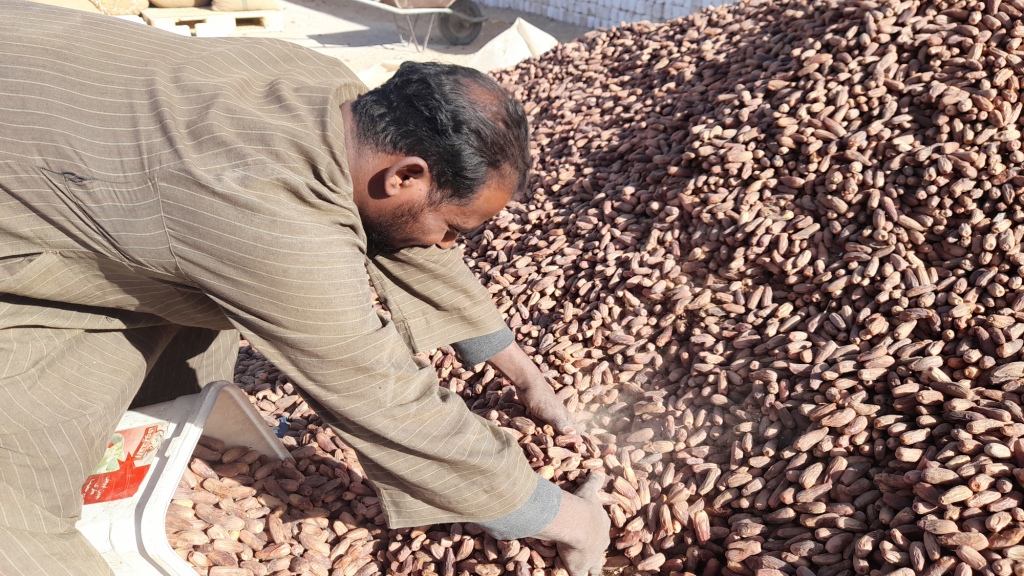 407906-تعبئة-البلح