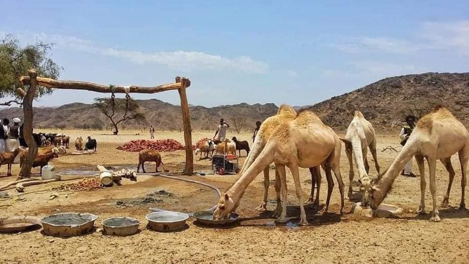 94337-سقاية-الأبل-بحلايب-وشلاتين-