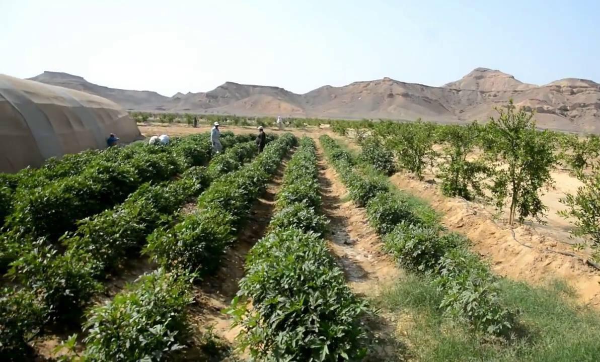 266697-مزرعة-القويح-بالقصير-