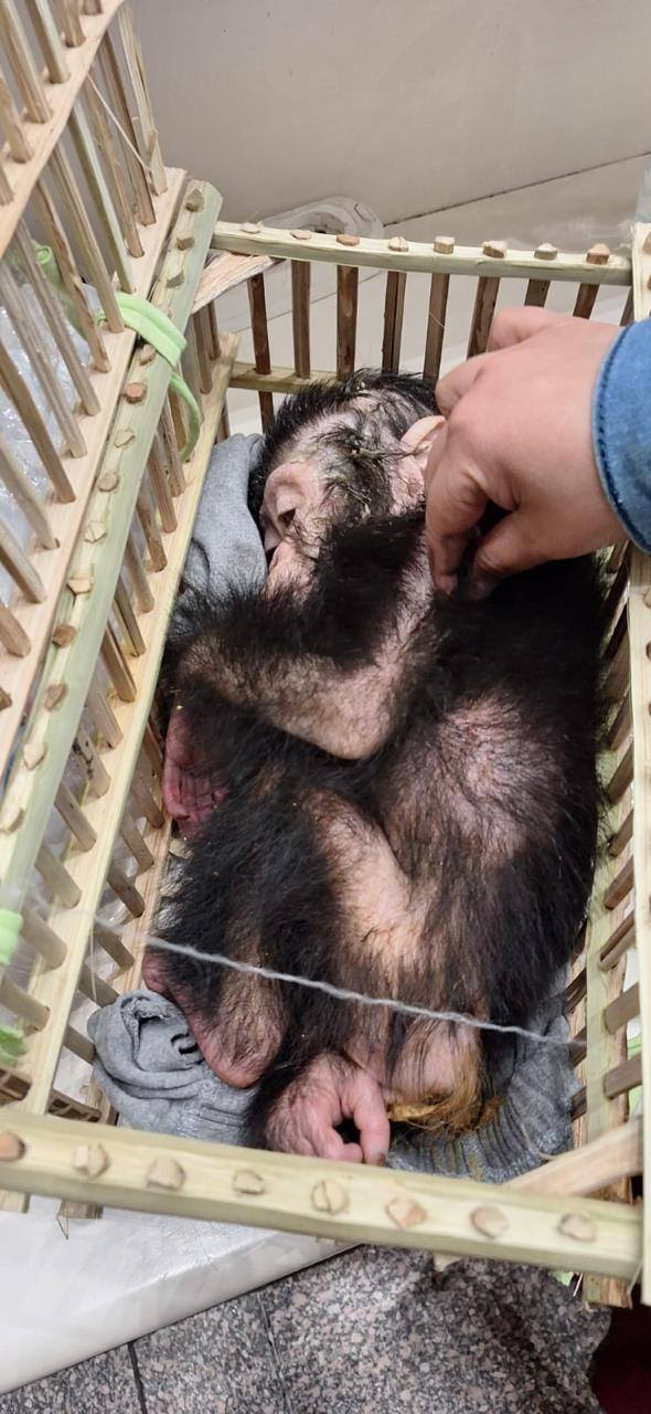 Egypt foils an attempt to smuggle infant chimpanzees and rare reptiles at Cairo airport 1