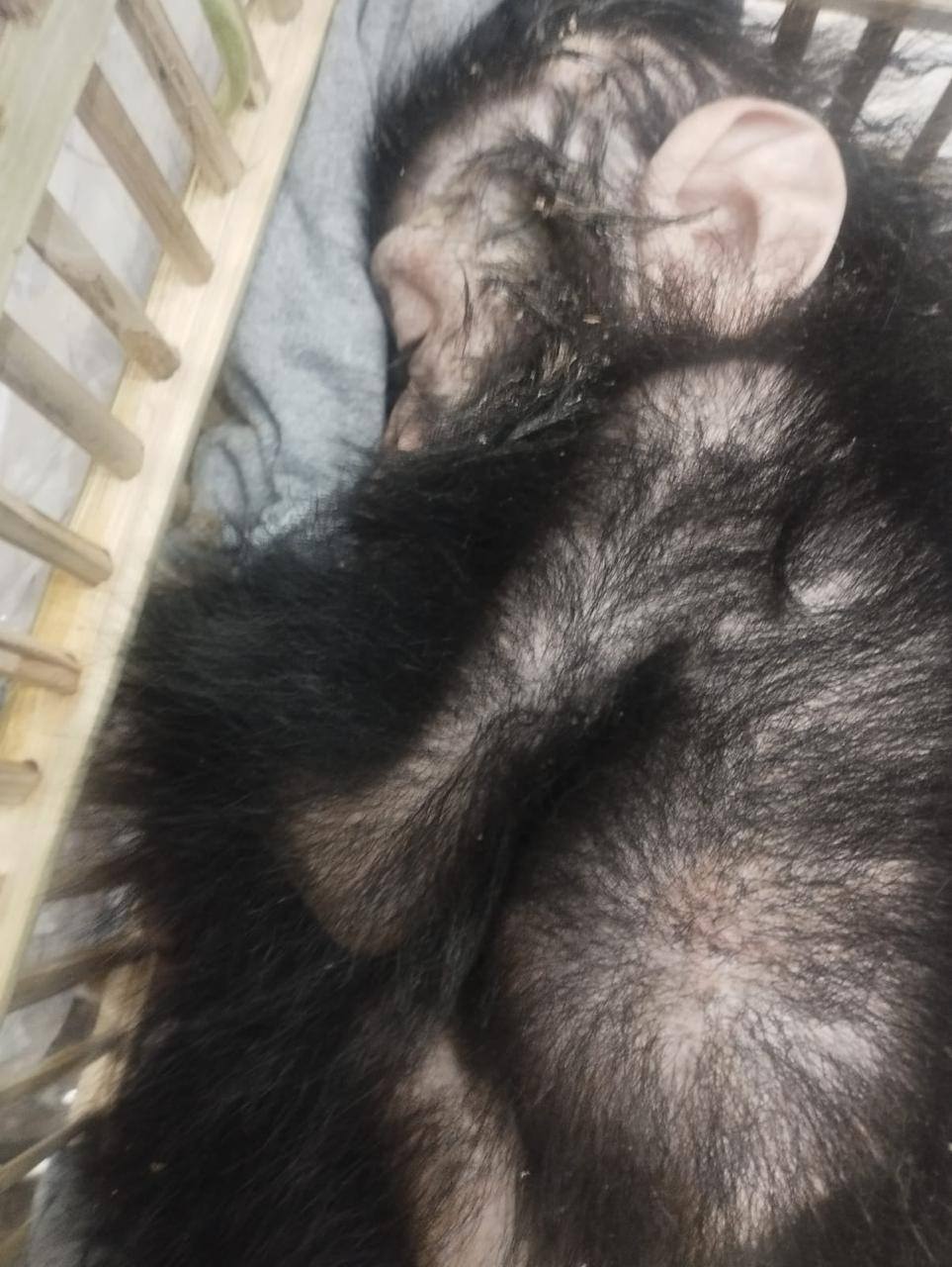 Egypt foils an attempt to smuggle infant chimpanzees and rare reptiles at Cairo airport 3