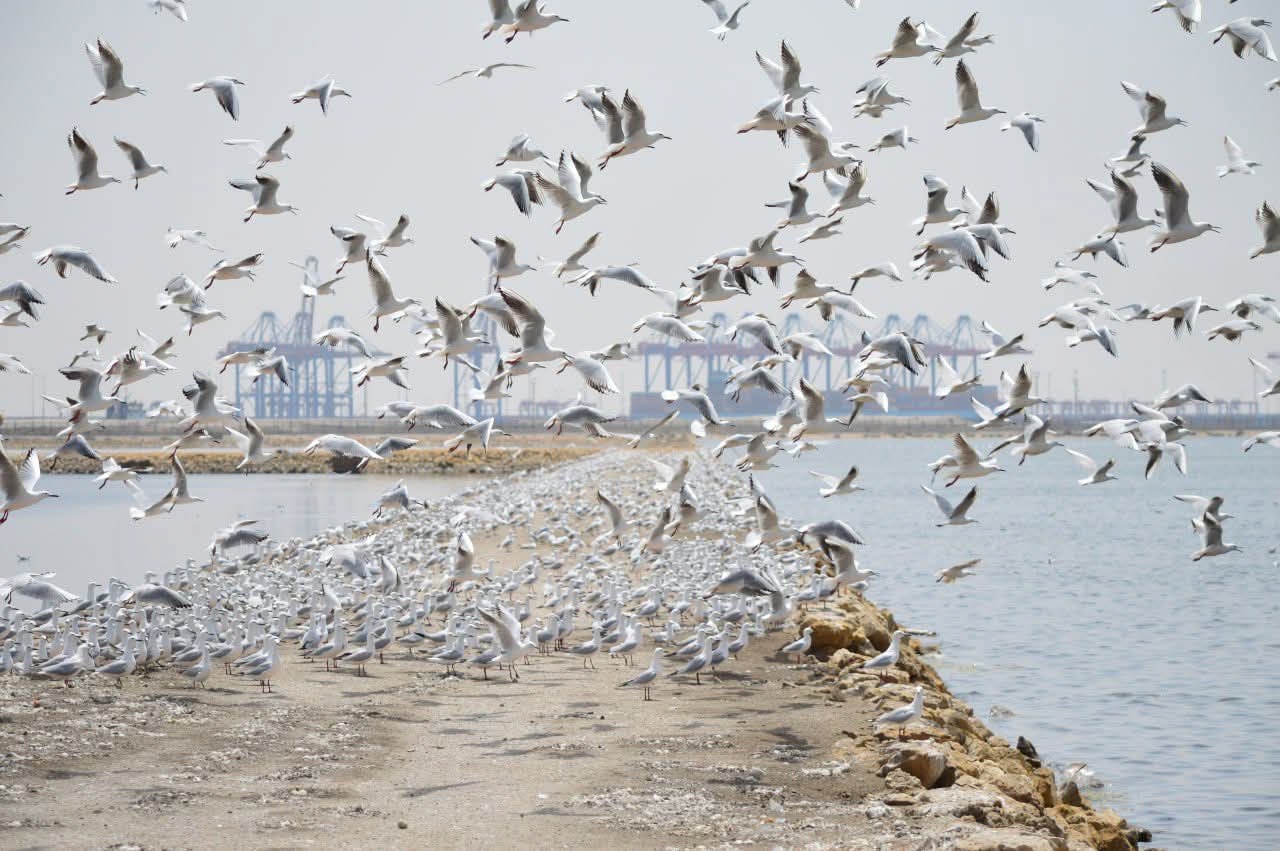 115884-الطيور-في-البحيرة