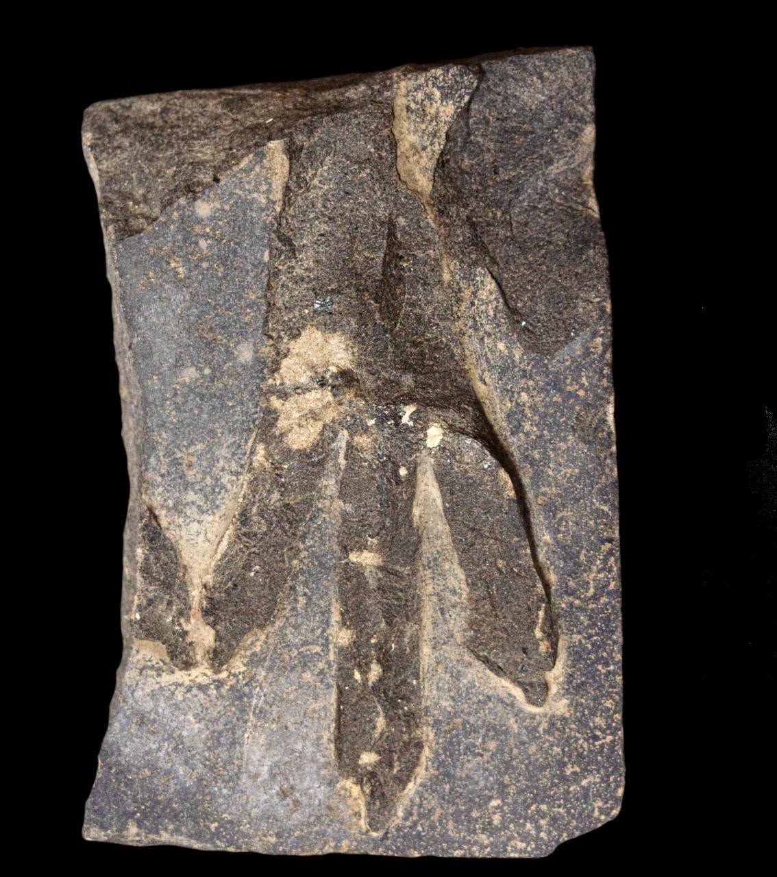 Tal Abu Seifi discoveries 7