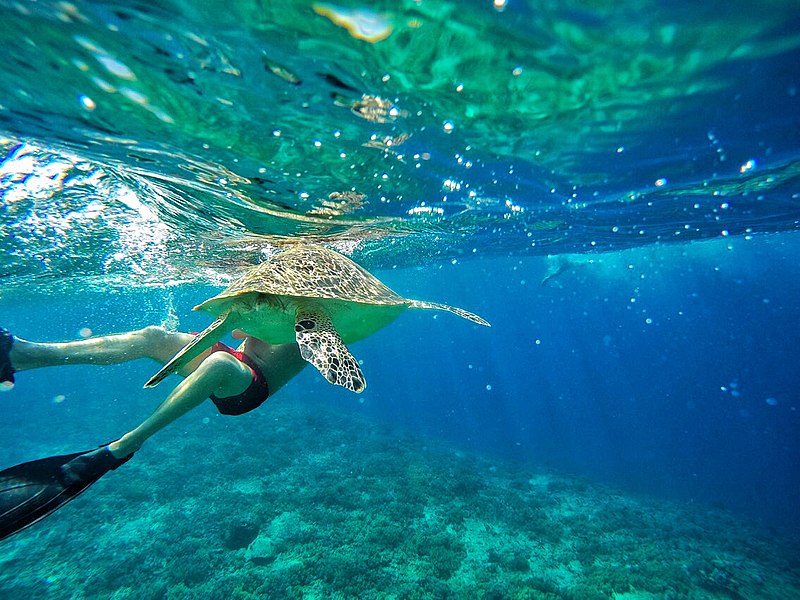 800px-Swim_with_Turtle