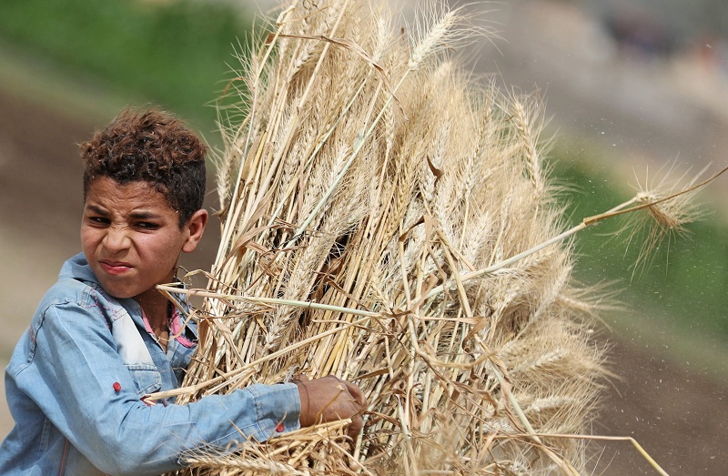 2019-05-02T000548Z_209999806_RC1A12B8A750_RTRMADP_3_EGYPT-WHEAT