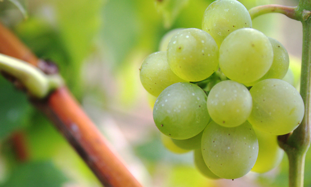 grapes