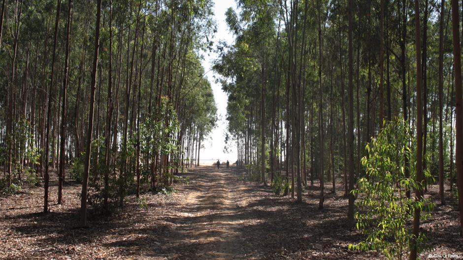 5 - Serapium Forest - DW 