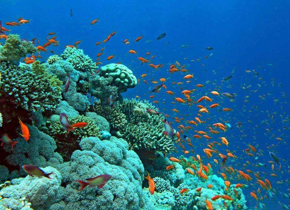 corals