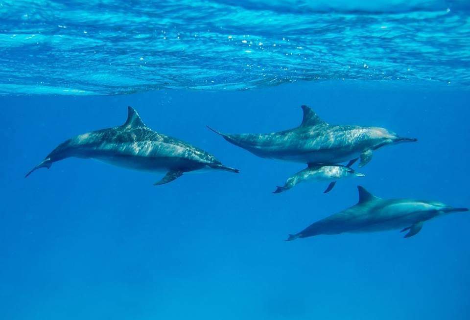 dolphin 2