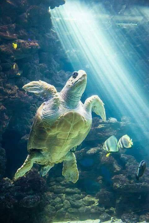 tortoise