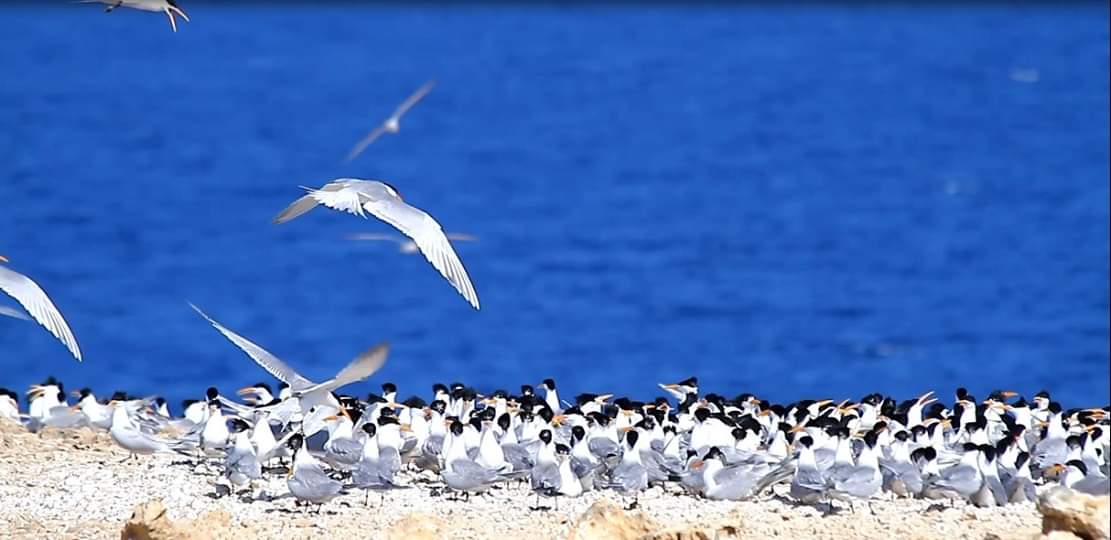 birds