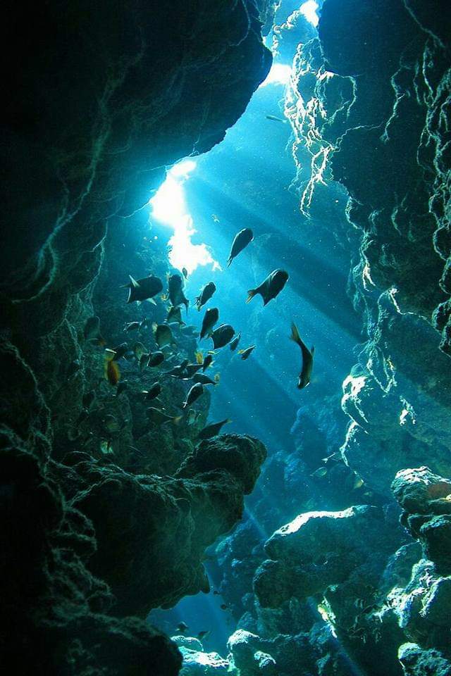 corals 2