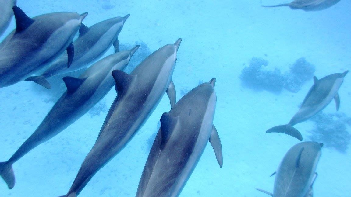 Dolphin