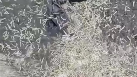 Worms