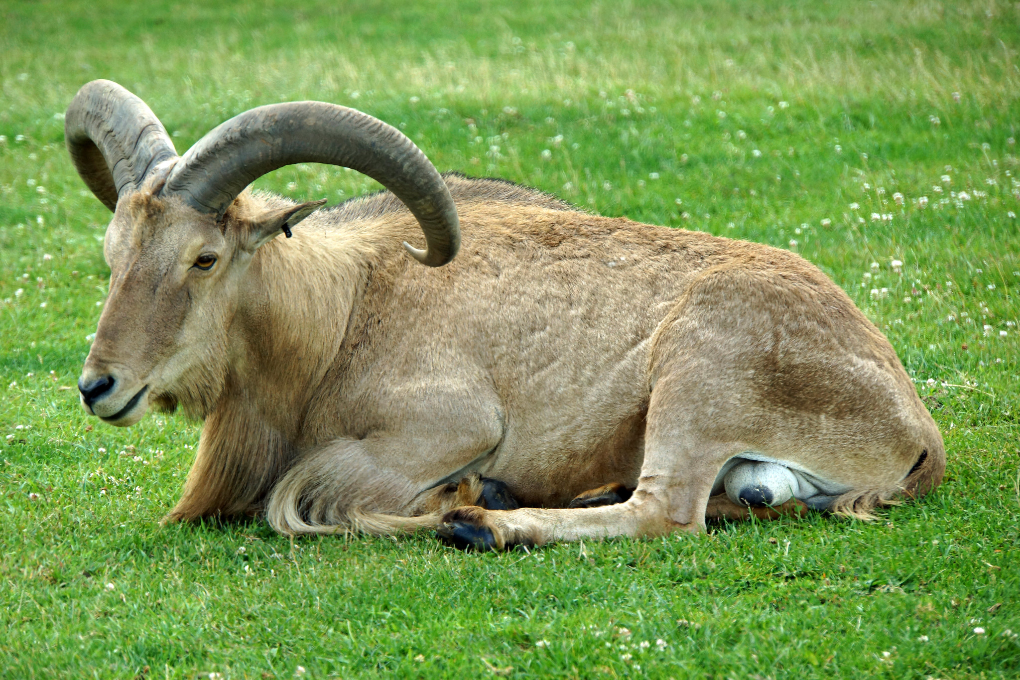 The_Barbary_sheep