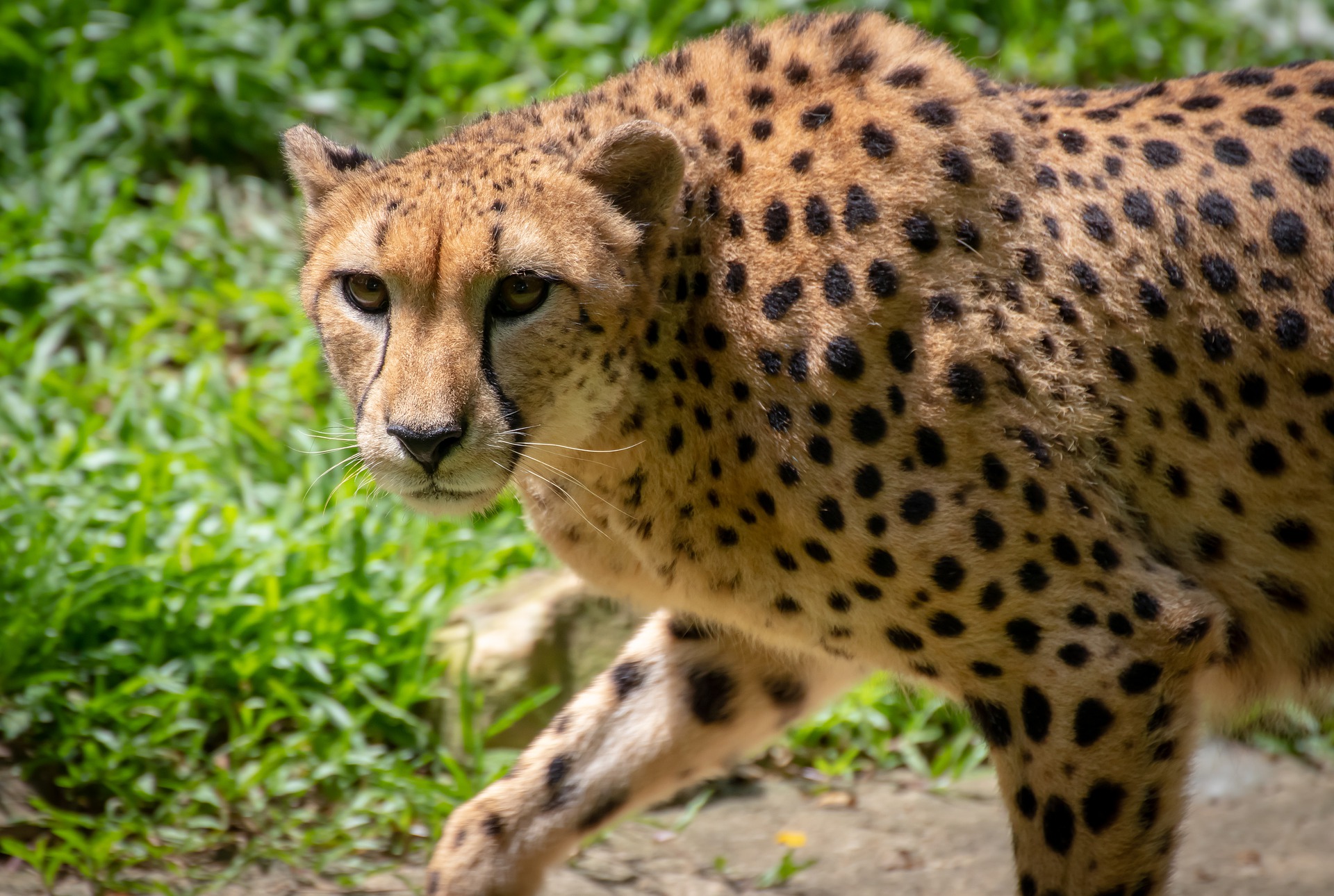 Photo_caption_Cheetah-_CC_via_Pixabay